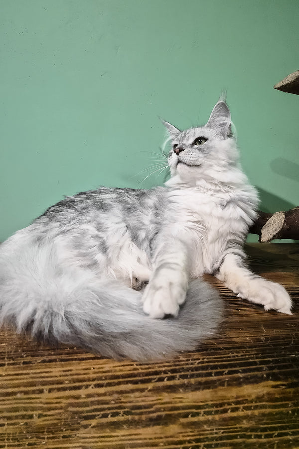 Ody | Maine Coon Kitten
