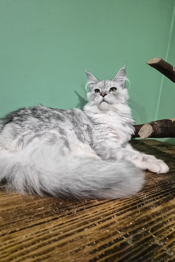 Ody | Maine Coon Kitten