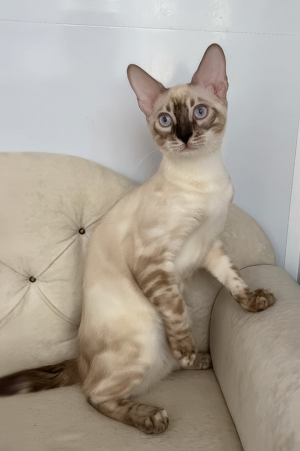 Ofelia | Bengal Kitten