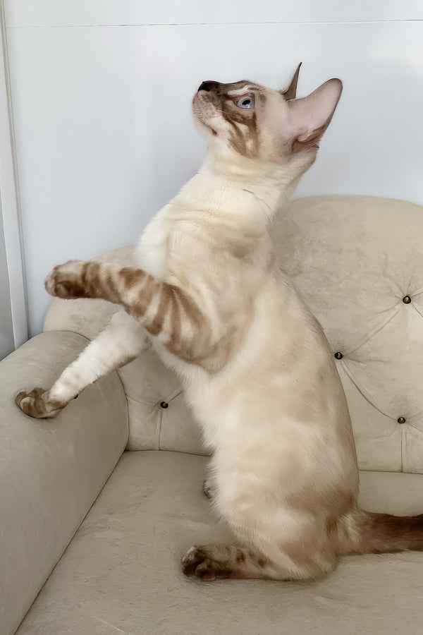 Ofelia | Bengal Kitten