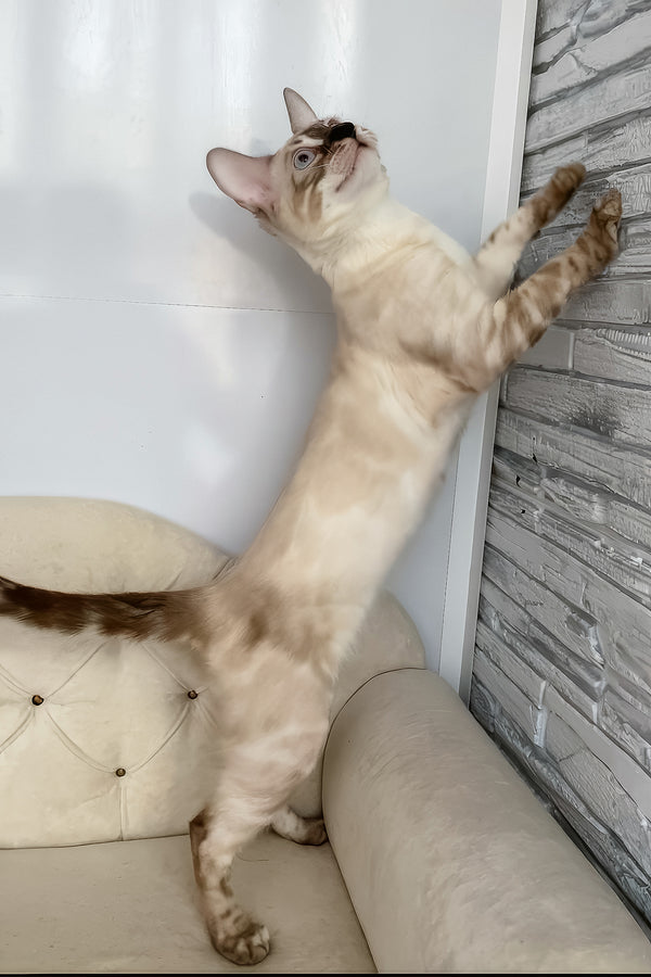 Ofelia | Bengal Kitten