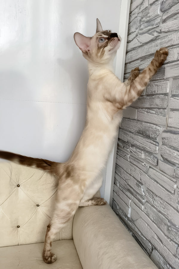 Ofelia | Bengal Kitten