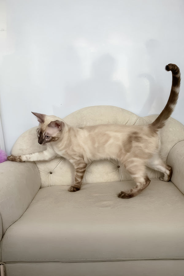 Ofelia | Bengal Kitten