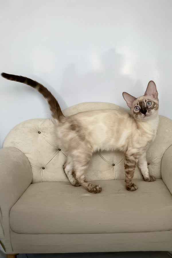 Ofelia | Bengal Kitten