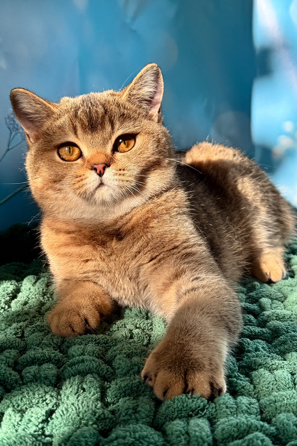Ofeliya scottish straight kitten fluffy golden tabby with amber eyes lounging on a textured green blanket for purebred kitties