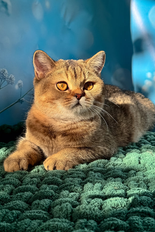 Ofeliya scottish straight kitten with amber eyes resting on a green knitted blanket fluffy purebred kitties