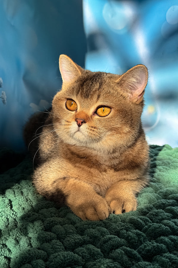 Ofeliya scottish straight kitten with fluffy golden tabby fur and amber eyes resting on a green blanket