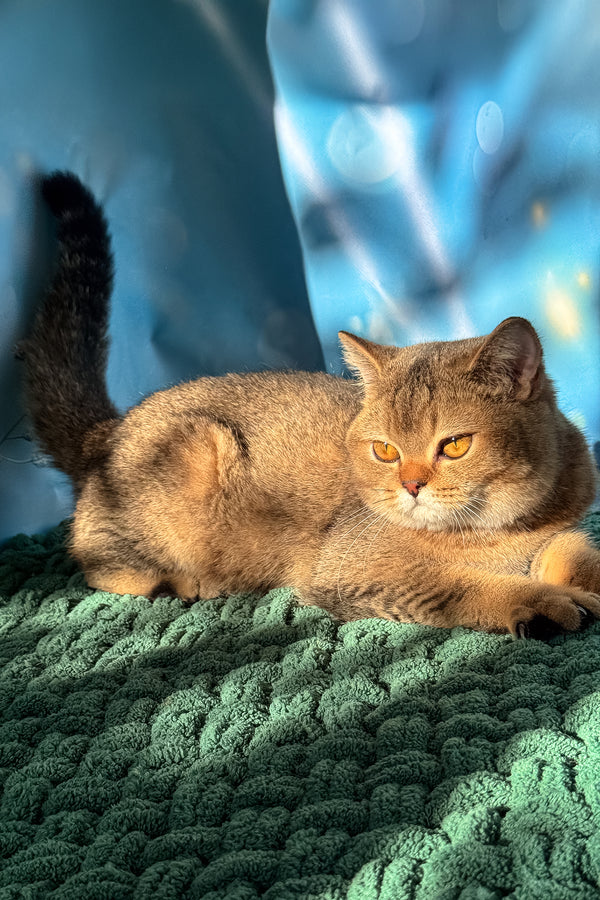 Ofeliya scottish straight kitten a fluffy golden brown purebred kitty with yellow eyes on green knitted blanket