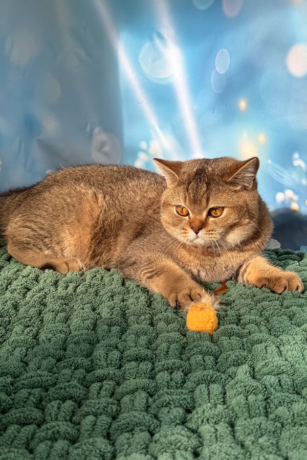 A fluffy golden scottish straight kitten with yellow eyes lounges on a green blanket near an orange fuzzy ball