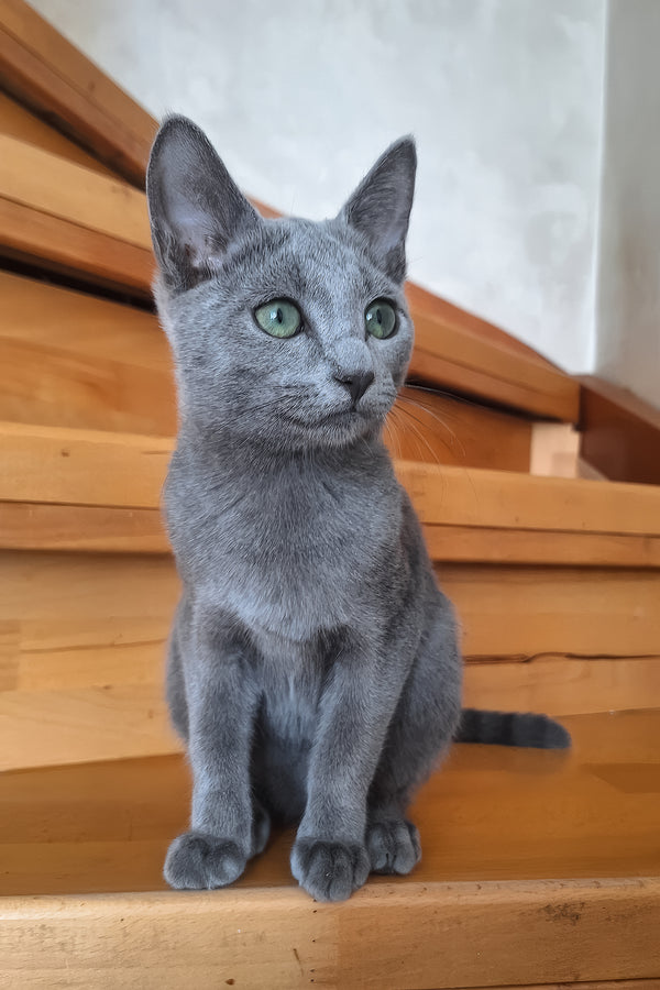 Okinava | Russian Blue Kitten
