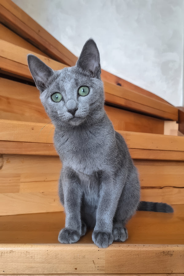 Okinava | Russian Blue Kitten