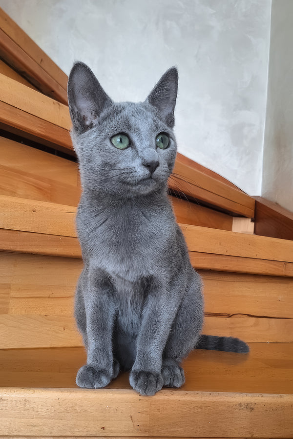 Okinava | Russian Blue Kitten