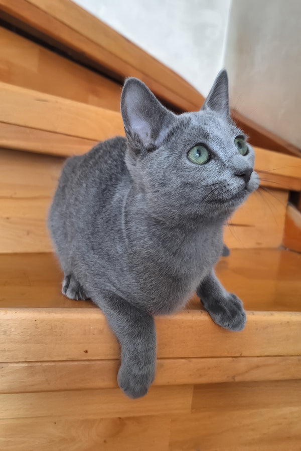 Okinava | Russian Blue Kitten