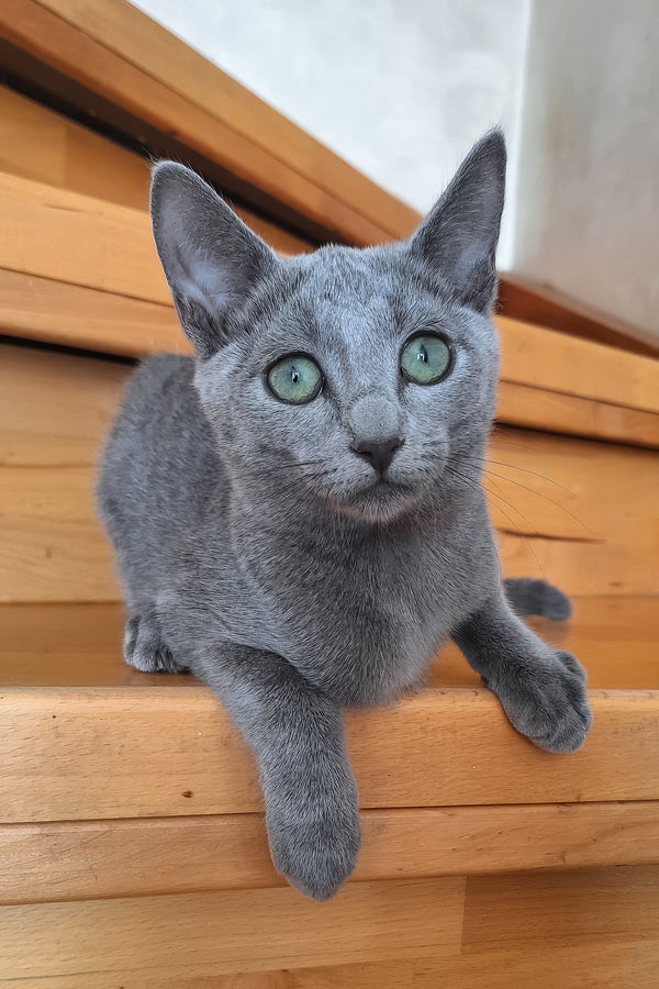 Okinava | Russian Blue Kitten