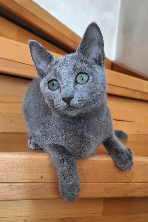 Okinava | Russian Blue Kitten