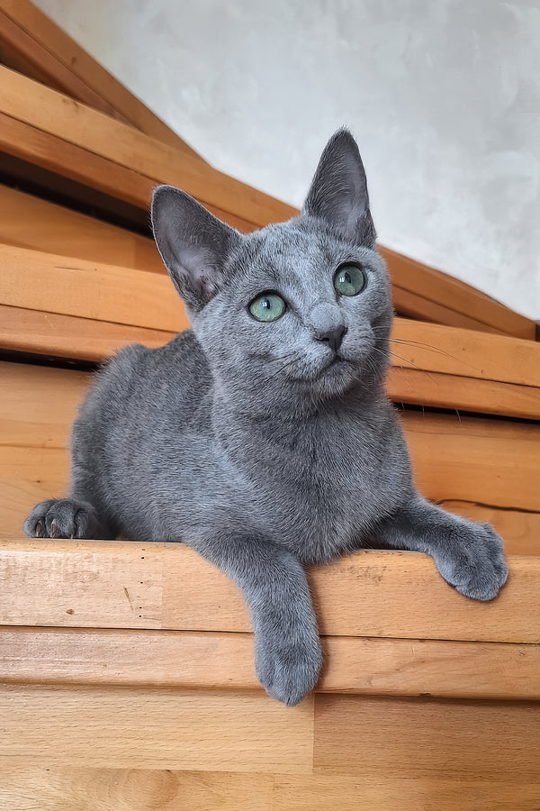 Okinava | Russian Blue Kitten