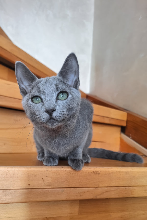 Okinava | Russian Blue Kitten