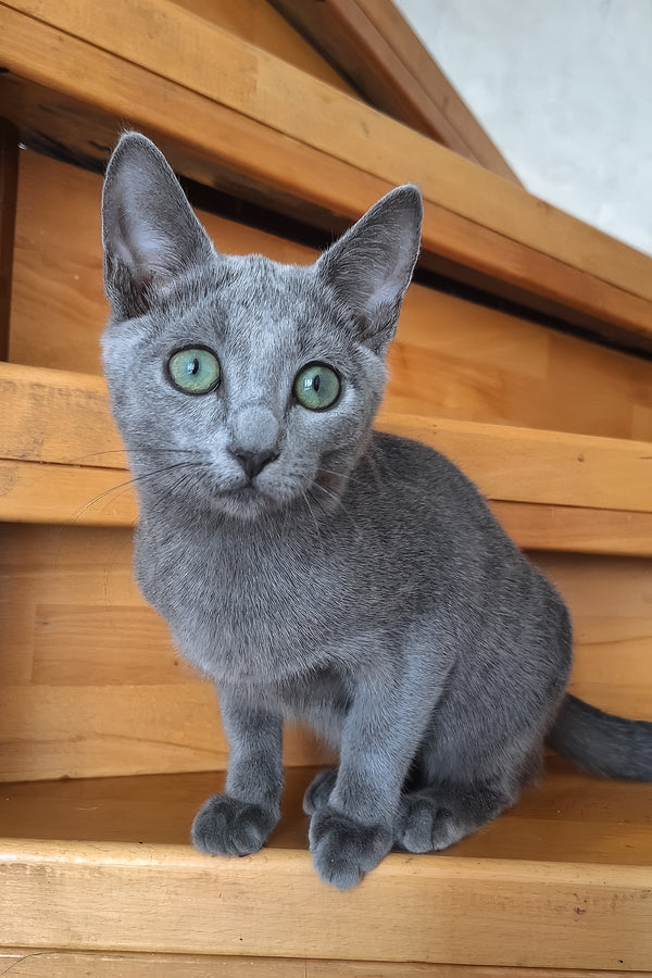 Okinava | Russian Blue Kitten