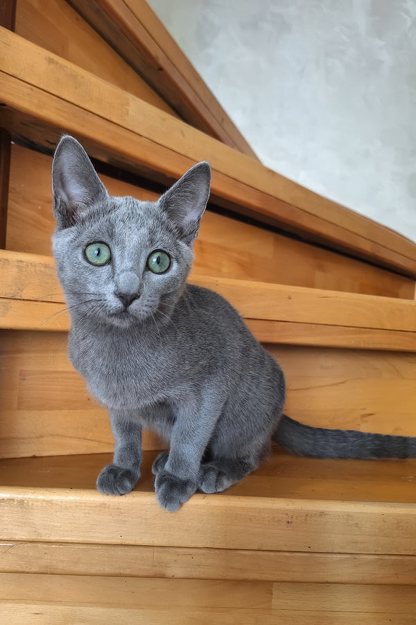 Okinava | Russian Blue Kitten