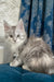 Oktava | Maine Coon Kitten