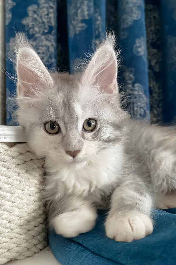 Oktava | Maine Coon Kitten