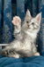 Oktava | Maine Coon Kitten