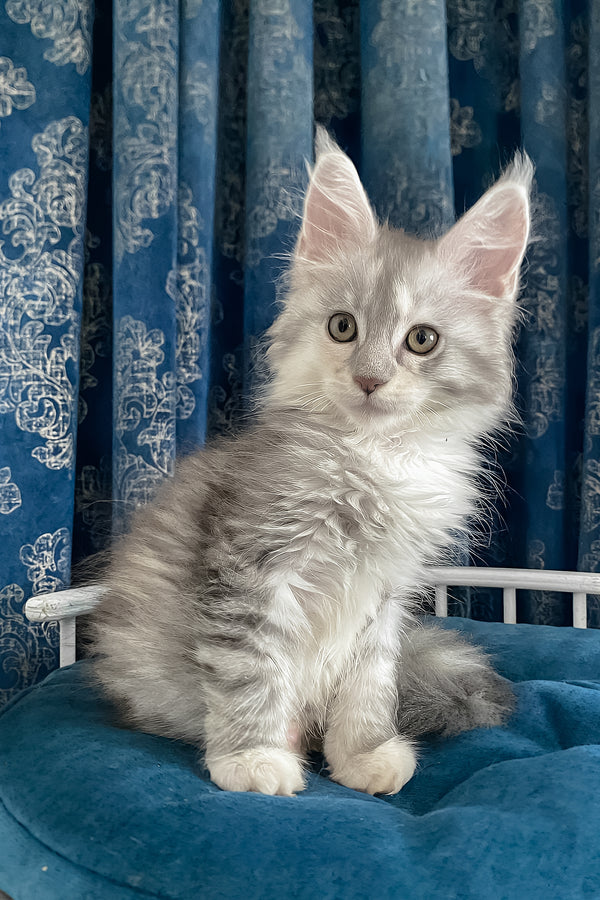 Oktava | Maine Coon Kitten