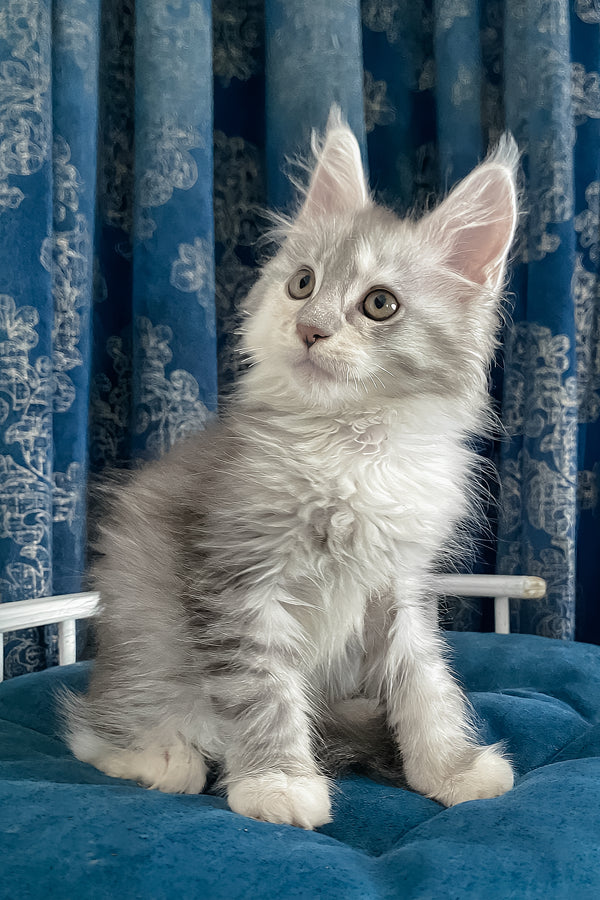Oktava | Maine Coon Kitten