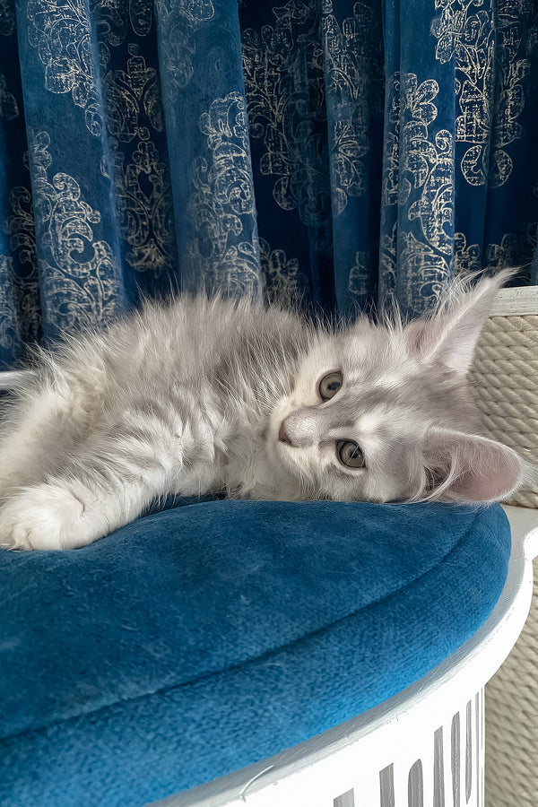 Oktava | Maine Coon Kitten