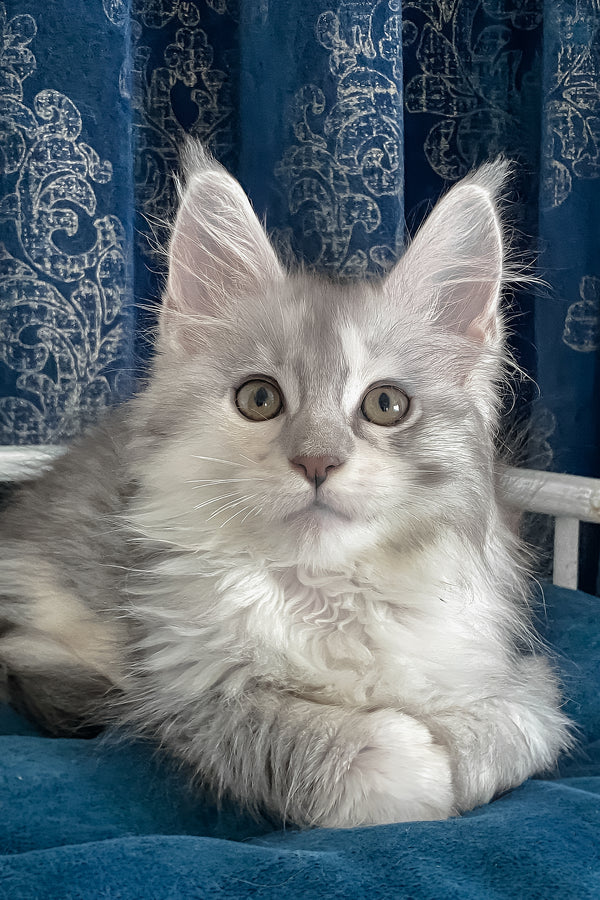 Oktava | Maine Coon Kitten