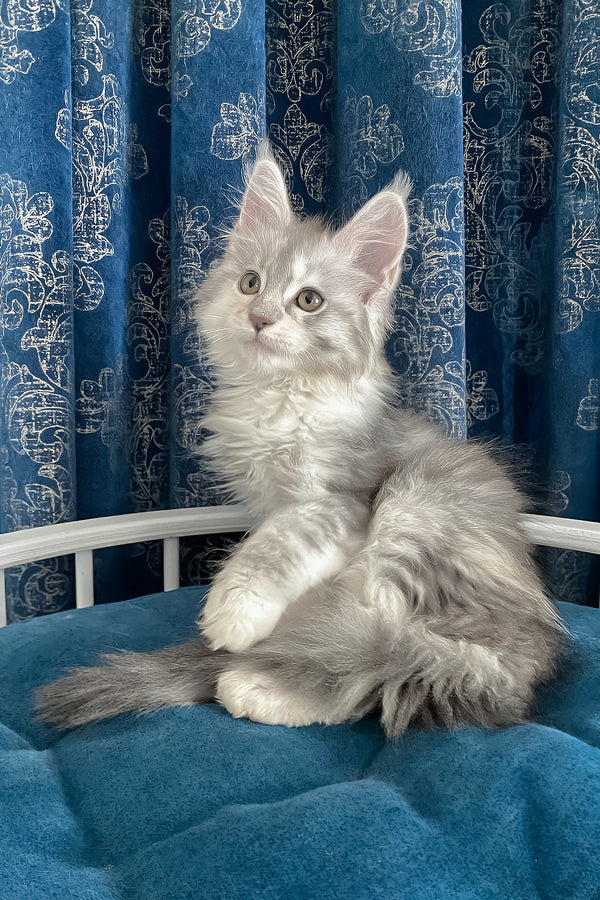 Oktava | Maine Coon Kitten