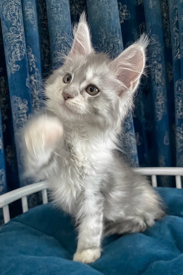 Oktava | Maine Coon Kitten