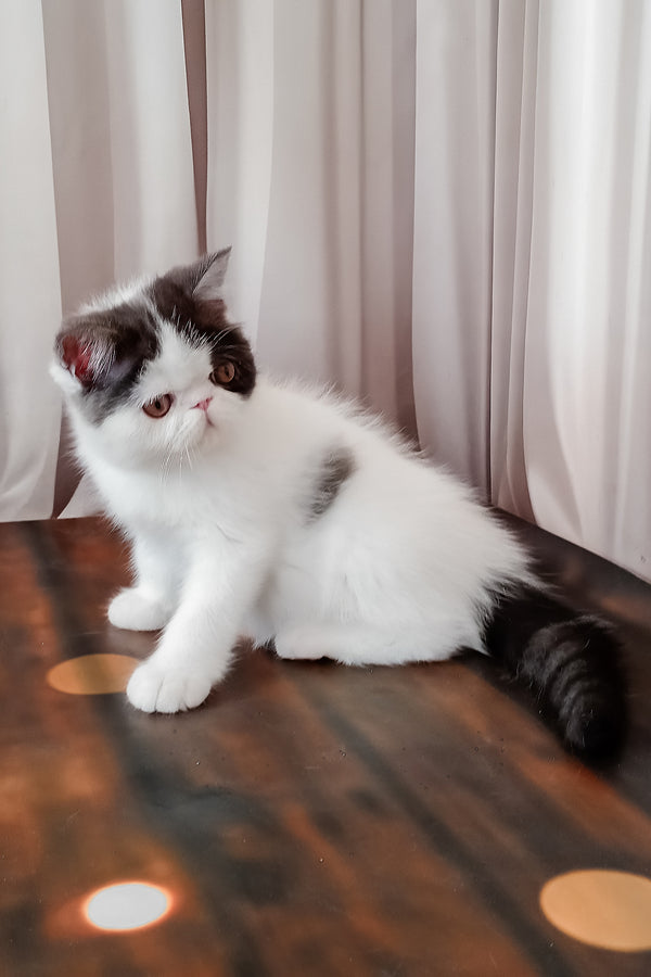 Olby | Exotic Shorthair Kitten