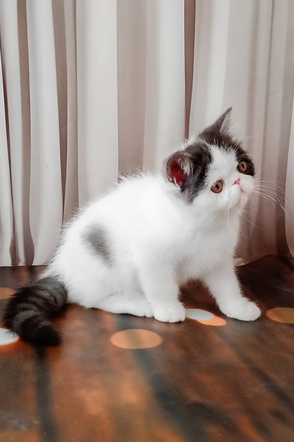 Olby | Exotic Shorthair Kitten