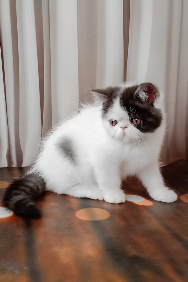 Olby | Exotic Shorthair Kitten