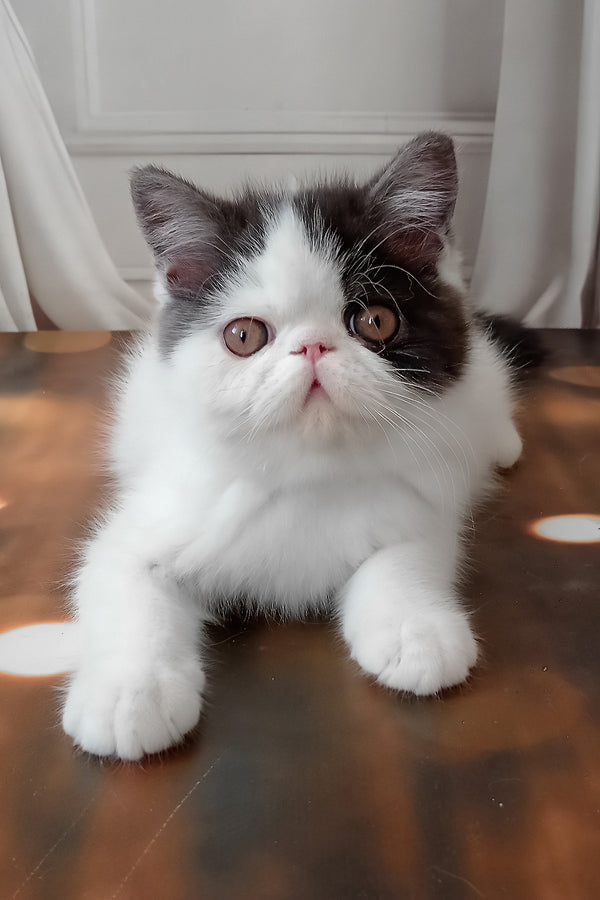 Olby | Exotic Shorthair Kitten
