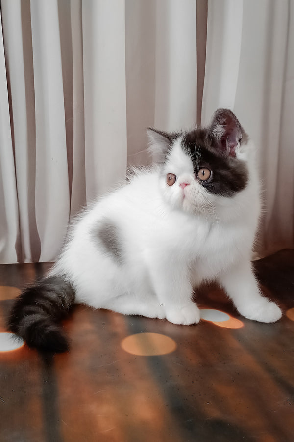 Olby | Exotic Shorthair Kitten