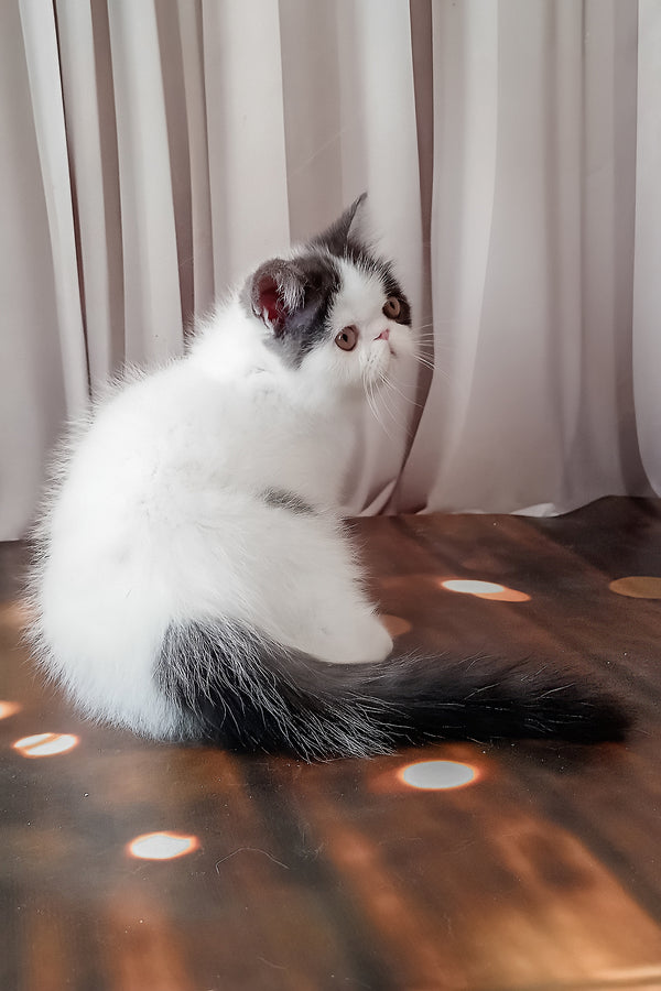 Olby | Exotic Shorthair Kitten