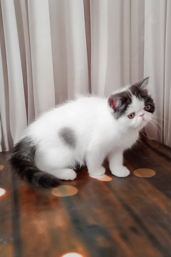 Olby | Exotic Shorthair Kitten