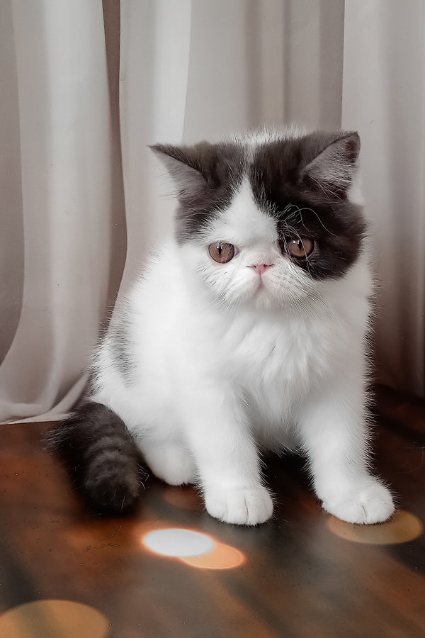 Olby | Exotic Shorthair Kitten