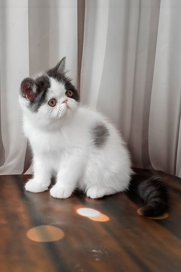 Olby | Exotic Shorthair Kitten