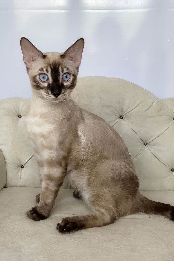 Olimp | Bengal Kitten