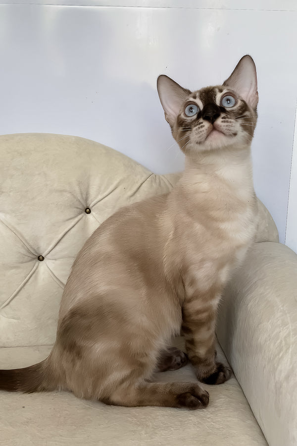Olimp | Bengal Kitten