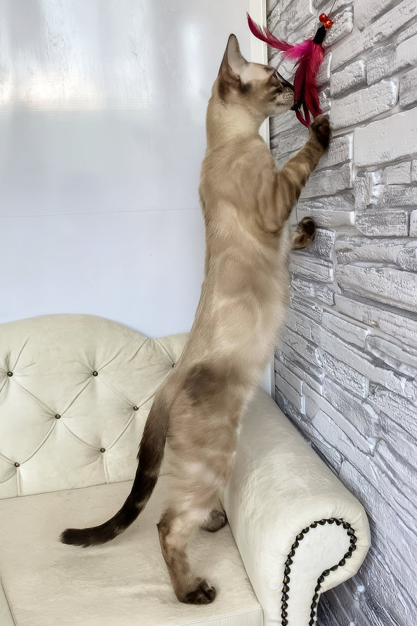 Olimp | Bengal Kitten