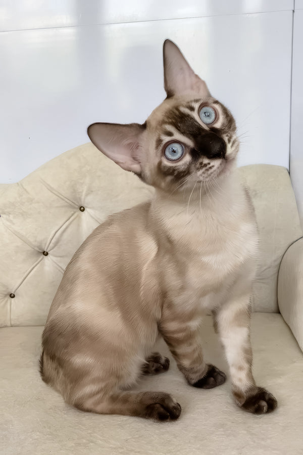 Olimp | Bengal Kitten