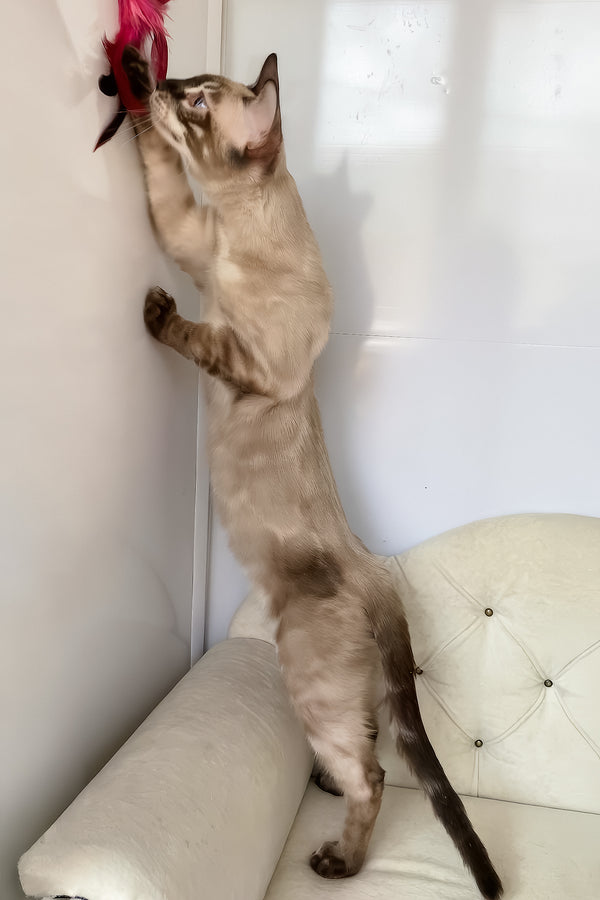 Olimp | Bengal Kitten