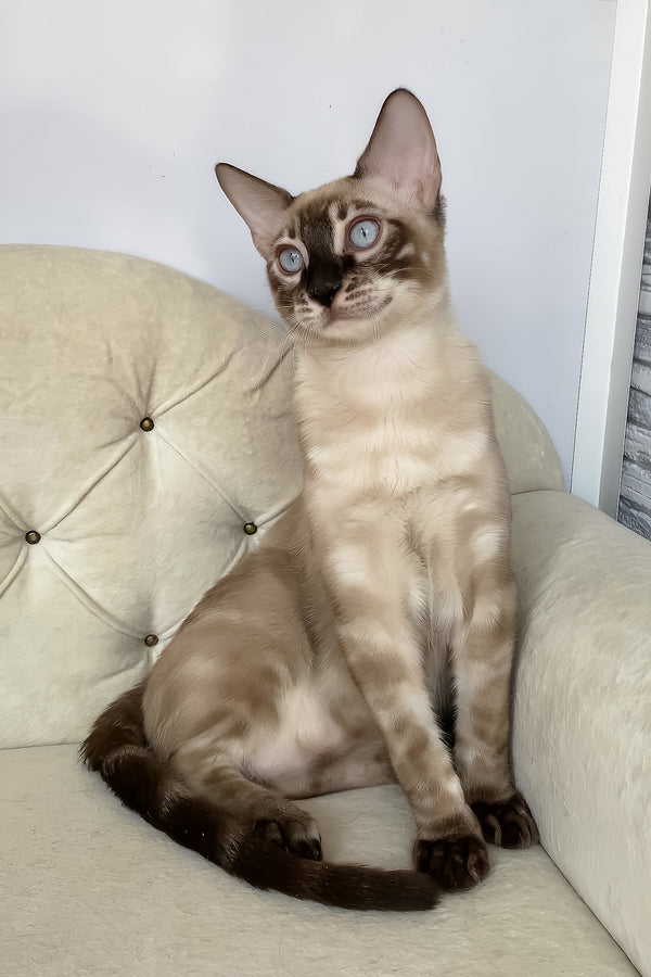 Olimp | Bengal Kitten