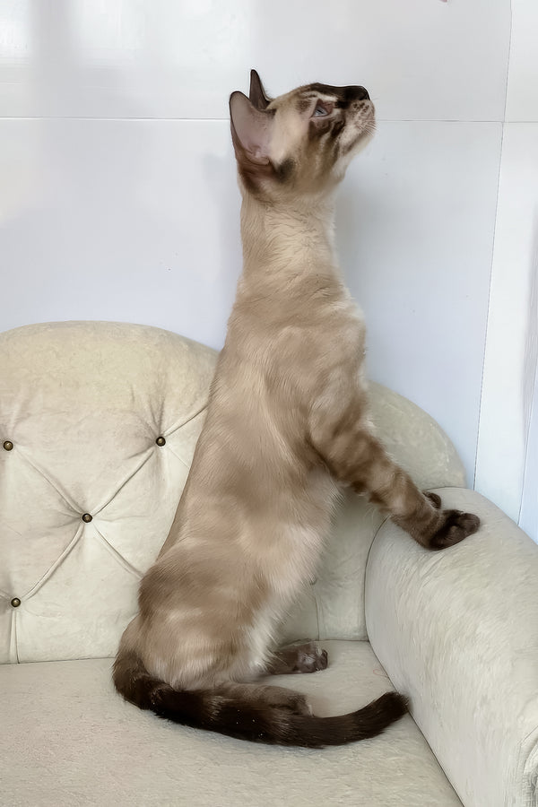 Olimp | Bengal Kitten