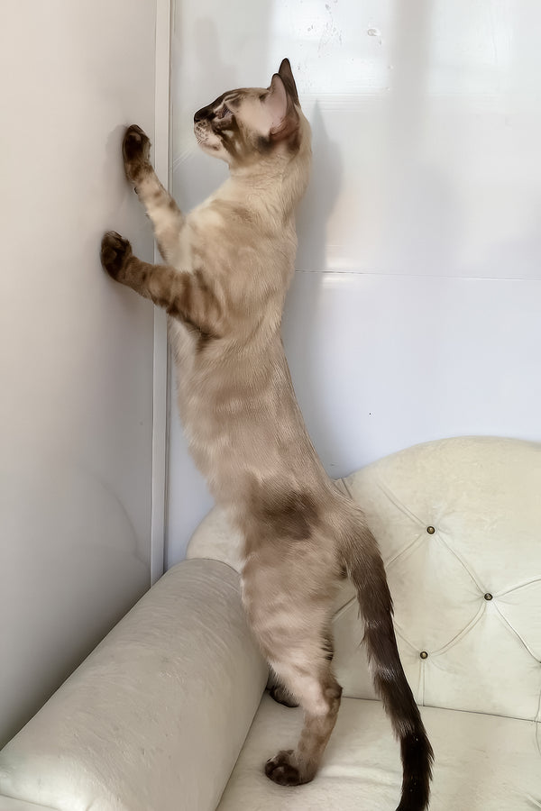 Olimp | Bengal Kitten