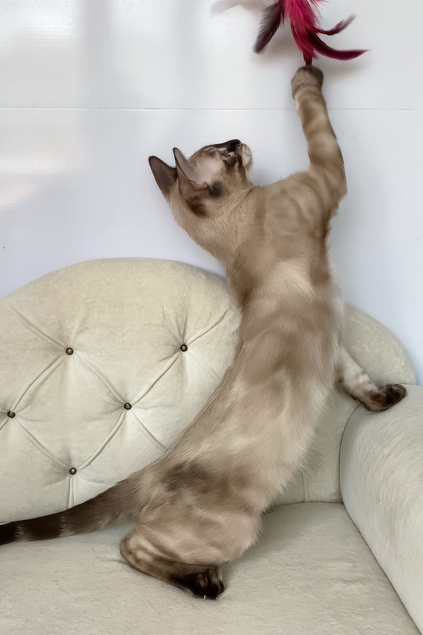 Olimp | Bengal Kitten